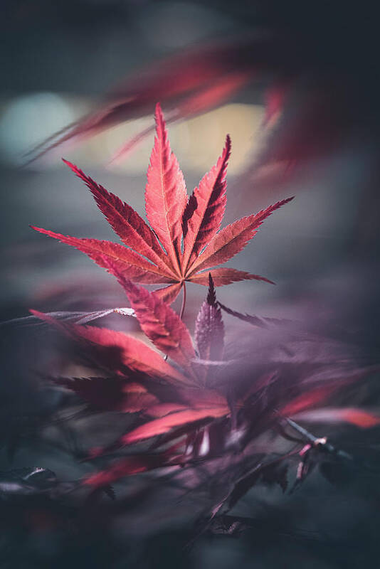 Leaves Poster featuring the photograph Eternity by Philippe Sainte-Laudy