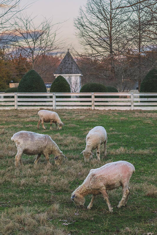 Sheep Poster featuring the photograph Ewes in February by Rachel Morrison