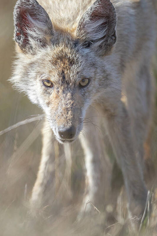 Coyote Poster featuring the photograph Eyes Of A Predator by Everet Regal