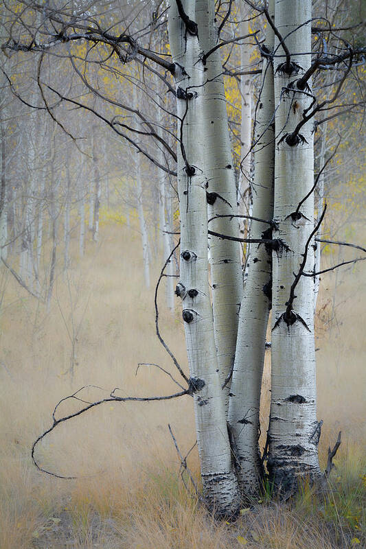 Colorado Aspen Trees Poster featuring the photograph Fairytale by The Forests Edge Photography - Diane Sandoval