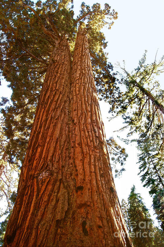 Giant Sequoia Poster featuring the photograph Faithful Couple Sequoia Trees by Catherine Sherman