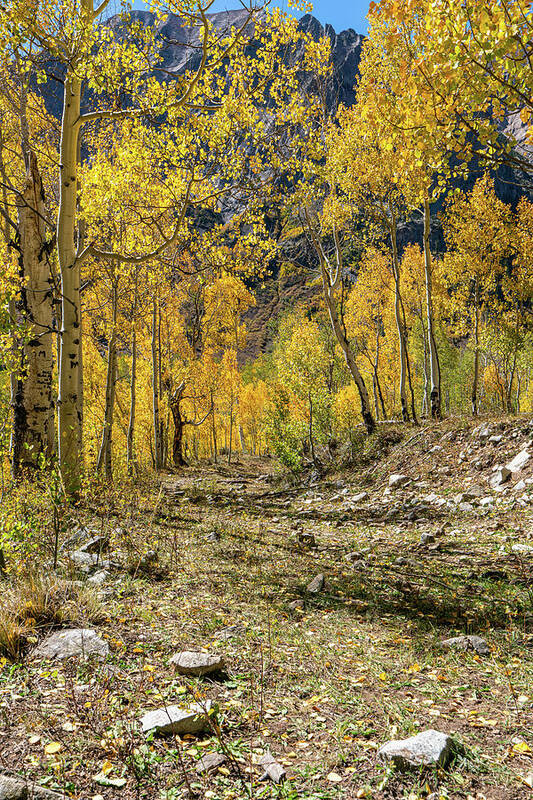 Aspens Poster featuring the photograph Fall Mountain Road by Ron Long Ltd Photography