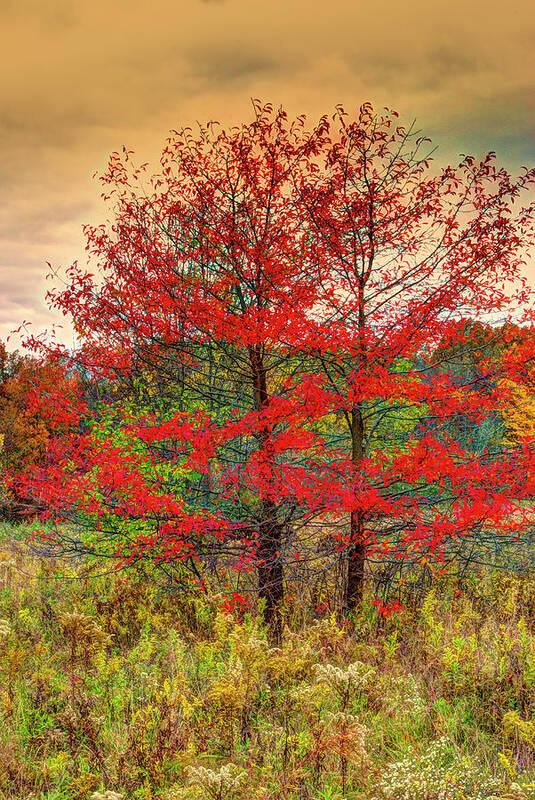 Fall Poster featuring the photograph Fall Painting by Skip Tribby