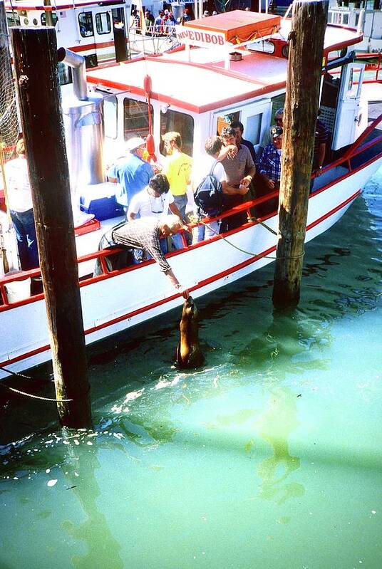  Poster featuring the photograph Feeding the seals at Pier 39 by Gordon James