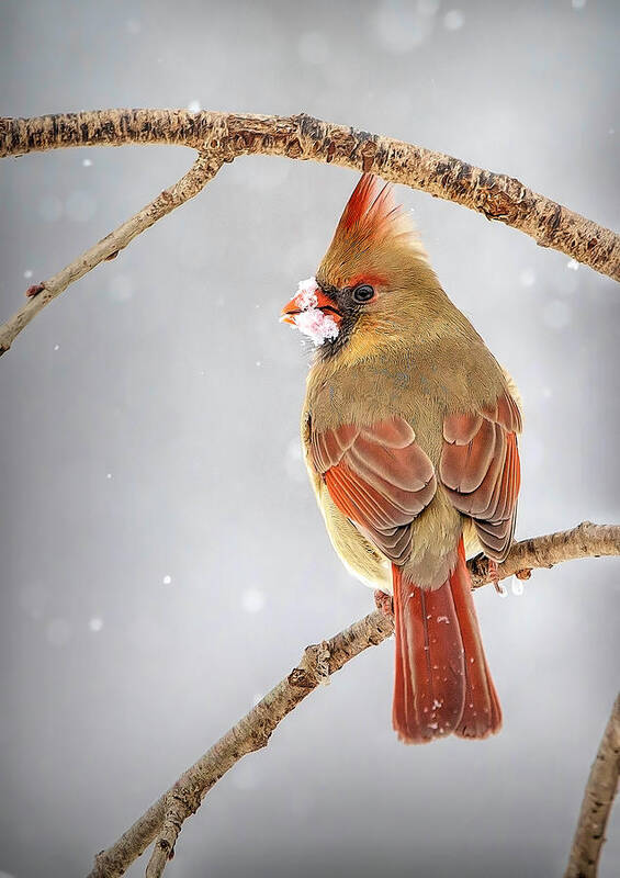 Cardinal Poster featuring the photograph Female Cardinal in the Snow by Deborah Penland