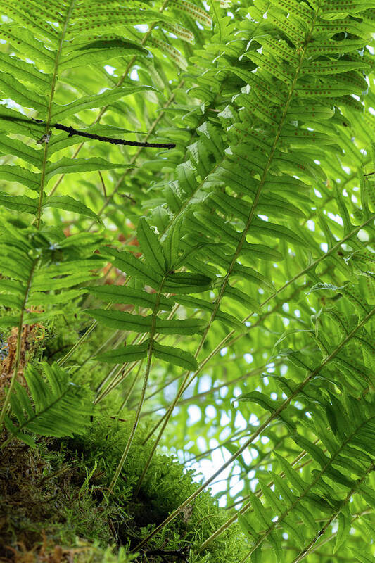 Ferns Poster featuring the photograph Ferns on a Tree by Catherine Avilez