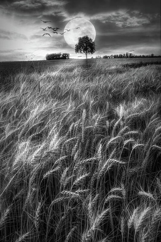 Barn Poster featuring the photograph Fields in Early Evening II Black and White by Debra and Dave Vanderlaan