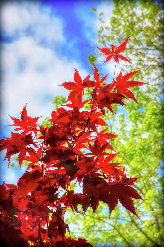 Leaf Poster featuring the photograph Fire Red Maple by Loyd Towe Photography