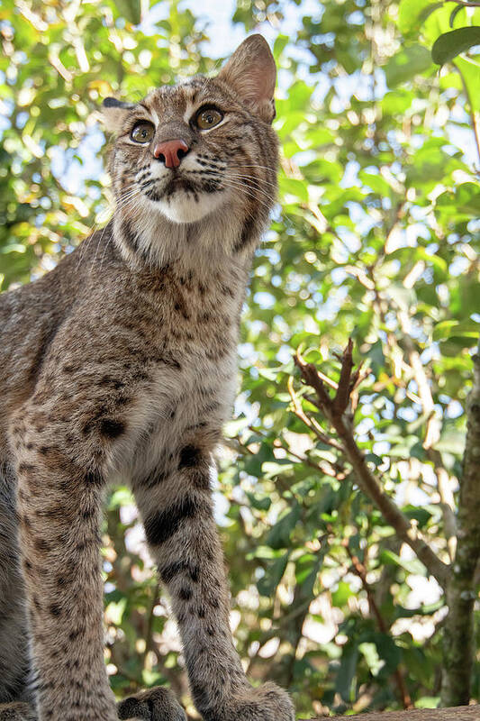 Cat Poster featuring the photograph Florida Bobcat by Carolyn Hutchins