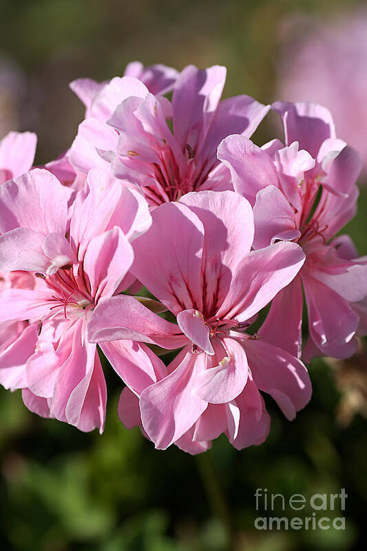 Cranesbills Poster featuring the photograph Flower-geranium-pink by Joy Watson