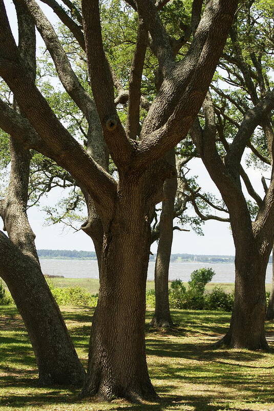  Poster featuring the photograph Fort Fisher Oak by Heather E Harman