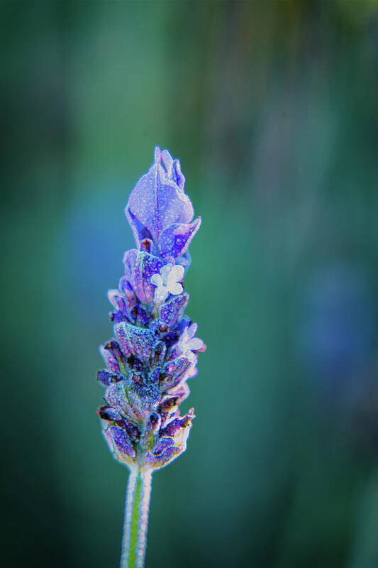 French Lavender Poster featuring the photograph Fragrant French Lavender by Lindsay Thomson