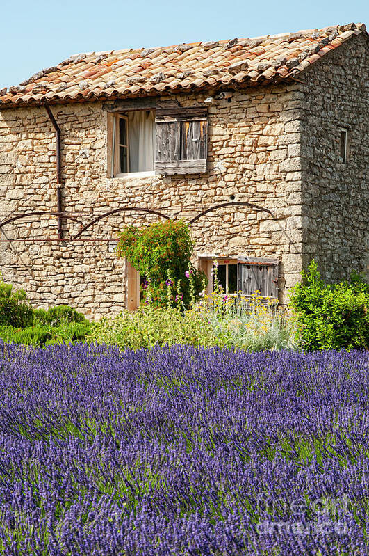 Saignon Poster featuring the photograph French Stone Farmhouse on a Lavender Farm Three by Bob Phillips