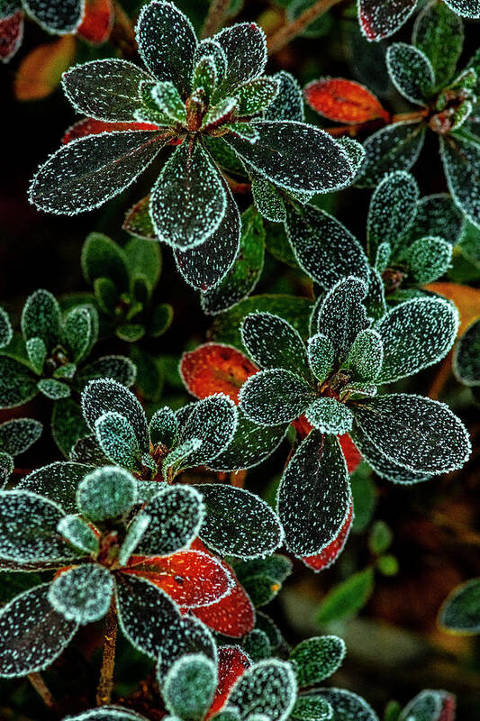 Christmas Poster featuring the photograph Frosty Leaves by Matthew Irvin