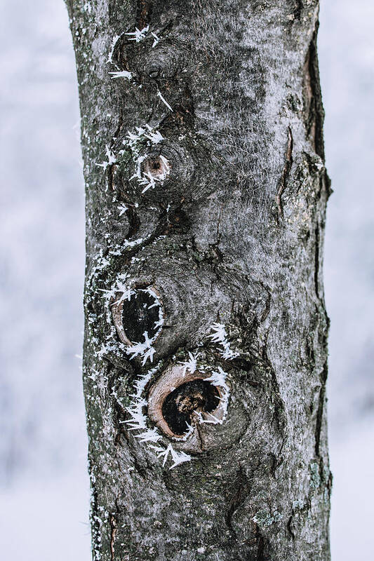 Frozen Poster featuring the photograph Frozen Tree Trunk by Kim Sowa