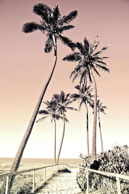 Skyward Palm Trees Poster featuring the photograph Fuchsia Palms_12 by Az Jackson