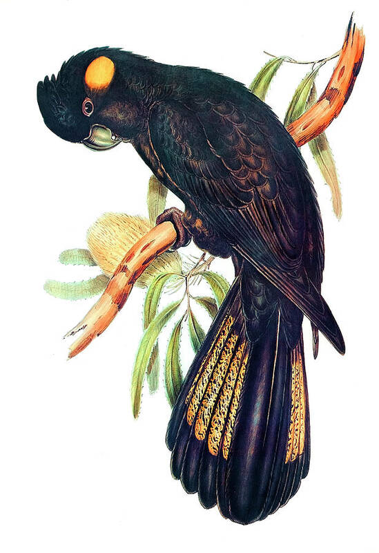 Elizabeth Gould Poster featuring the drawing Funereal Cockatoo by Elizabeth Gould