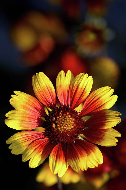 Gaillardia Poster featuring the photograph Gaillardia pulchella by Olivier Parent