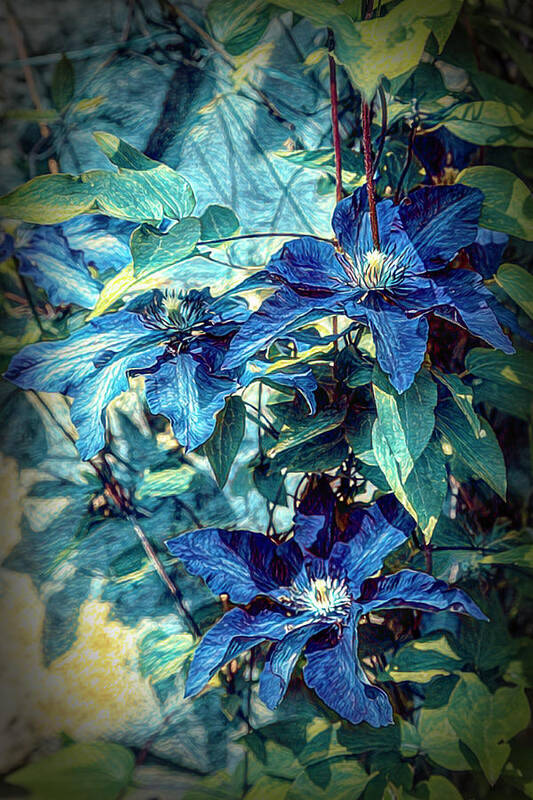 Clematis Poster featuring the photograph Garden Flowers in Blues by Debra and Dave Vanderlaan