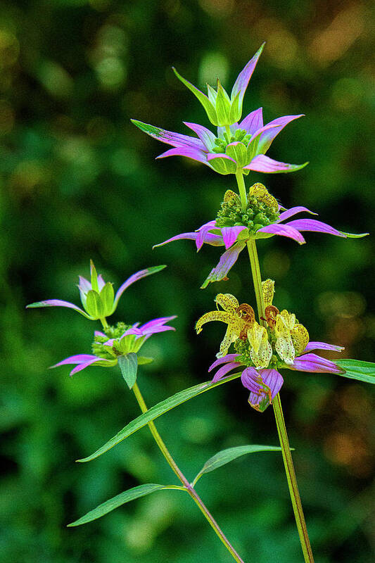 Plant Poster featuring the photograph Gentian by Bill Barber