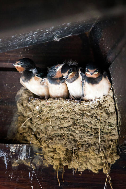 Agricultural Building Poster featuring the photograph Getting ready to fly - Swallow chicks by Anita Nicholson