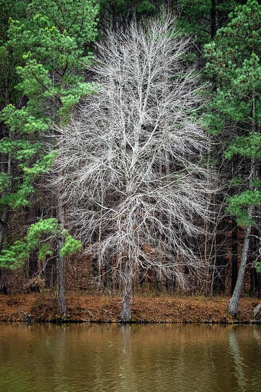 Tree Poster featuring the photograph Ghostly Tree by Rick Nelson