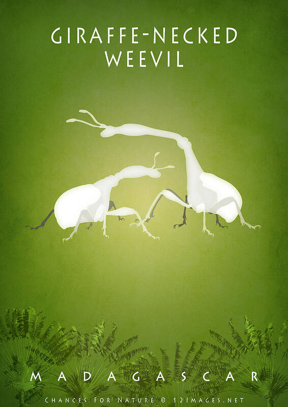 Giraffe-necked Weevil Poster featuring the digital art Giraffe-necked weevil by Moira Risen
