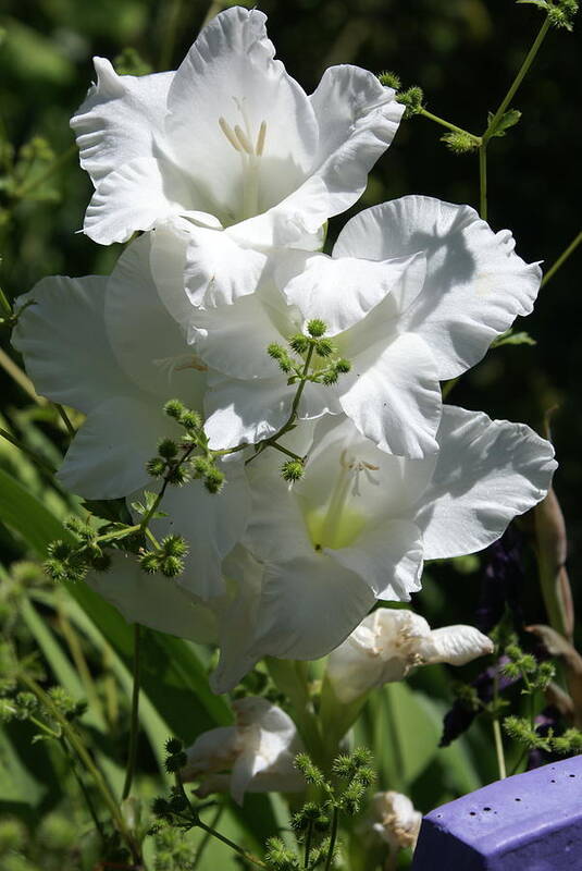  Poster featuring the photograph Gladiolus by Heather E Harman
