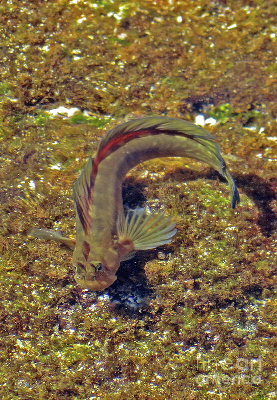 Gobies Poster featuring the photograph Goby by Cindy Murphy