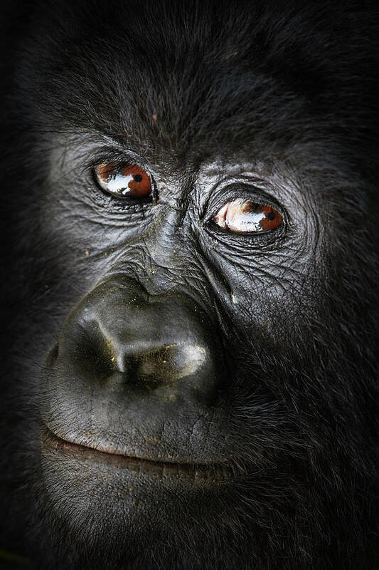 Gorilla Poster featuring the photograph Gorille Bageni by Sebastien Meys