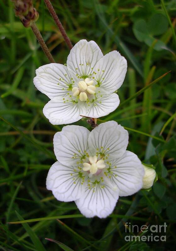 Grass Of Parnassus Poster featuring the photograph Grass of Parnassus by Lesley Evered