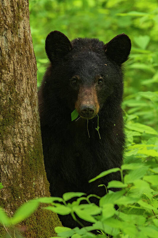 Great Smoky Mountains National Park Poster featuring the photograph Grazing Black Bear by Melissa Southern