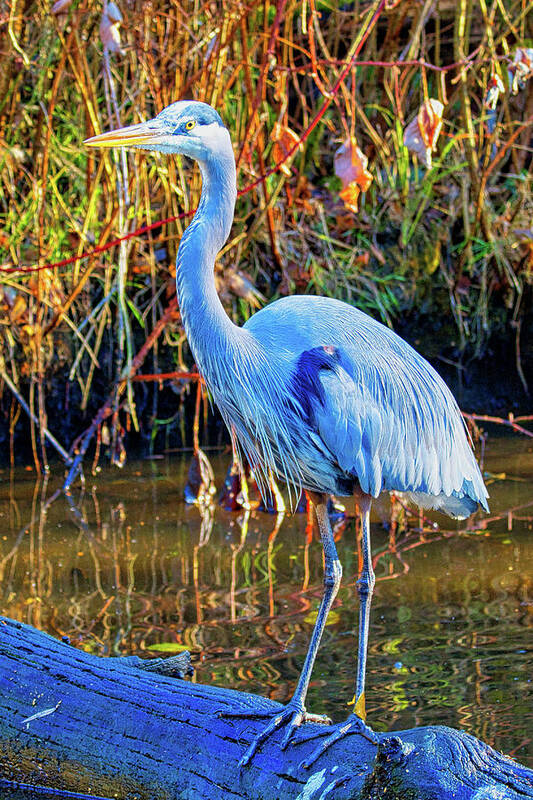 Water Fowl Poster featuring the photograph Great Blue Heron Vancouver by Allan Van Gasbeck