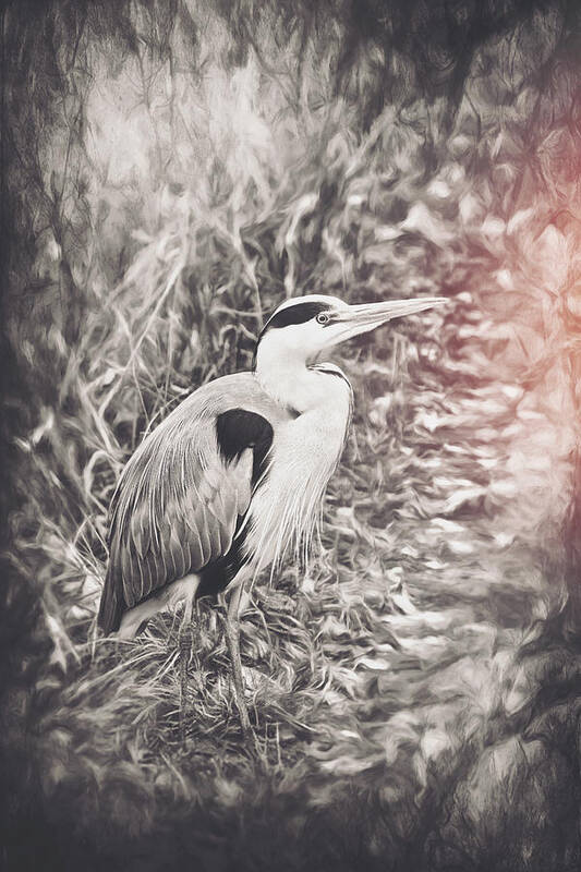 Blue Heron Poster featuring the photograph Great Blue Heron Vintage by Carol Japp