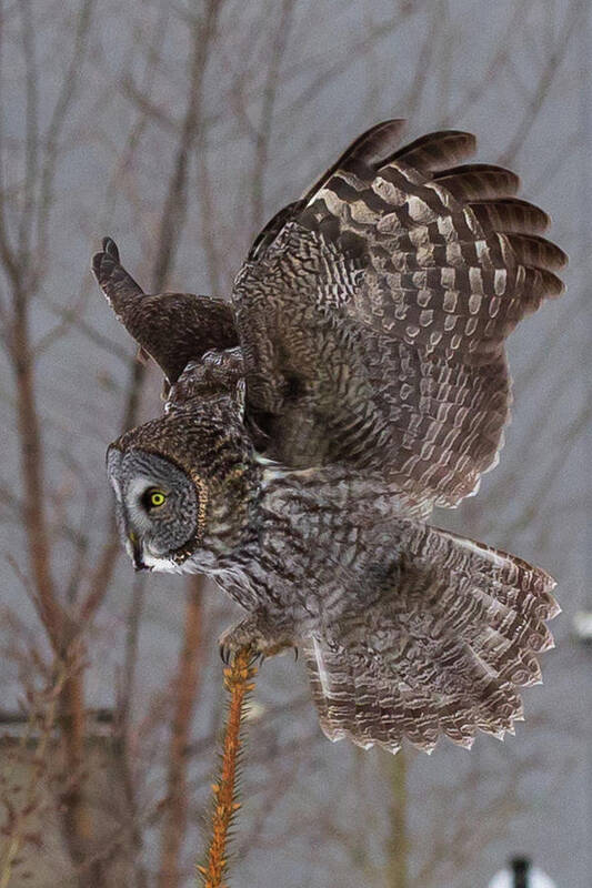 Sax Zim Bog Poster featuring the photograph Great Gray Owl by Paul Schultz