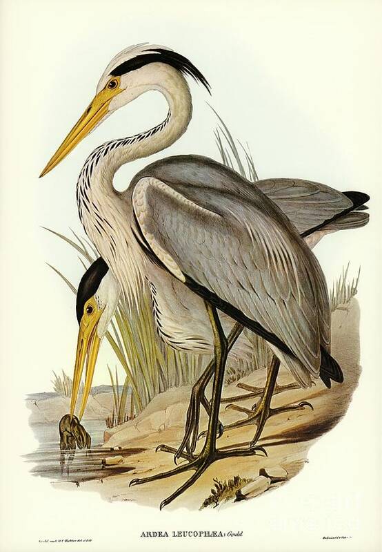 Nature Poster featuring the painting Great Grey Heron Ardea leucophaea illustrated by Elizabeth Gould 1804-1841 for John Gould by Shop Ability