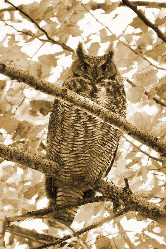 Owl Poster featuring the photograph Great Horned Owl in Tree - Sepia by Carol Groenen