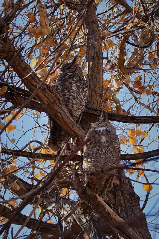 Birds Poster featuring the photograph Great Horned Owls by Ernest Echols