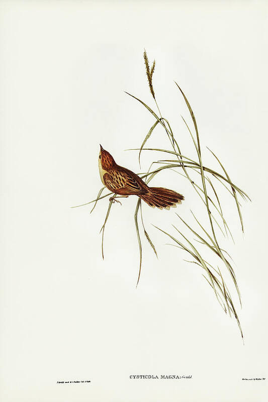 Great Warbler Poster featuring the drawing Great Warbler, Cysticola magna by John Gould