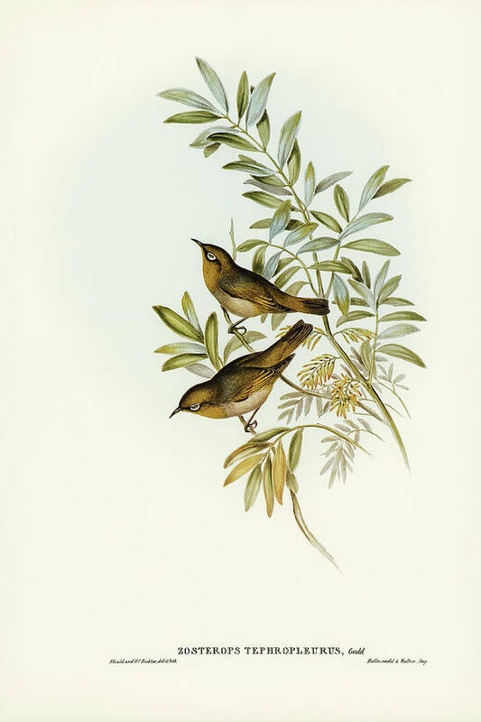 Grey-breasted Zosterops Poster featuring the drawing Grey-breasted Zosterops, Zosterops tephropleurus by John Gould