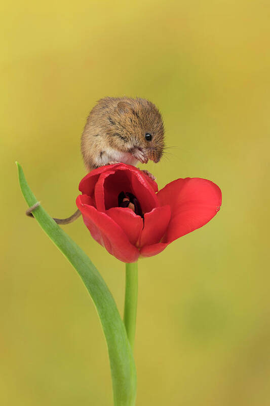 Harvest Poster featuring the photograph Harvest Mouse_0833 by Miles Herbert