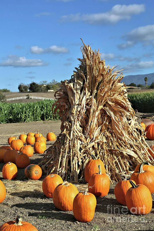 Hay Stack Poster featuring the photograph Hay Stack and Pumpkins by Vivian Krug Cotton