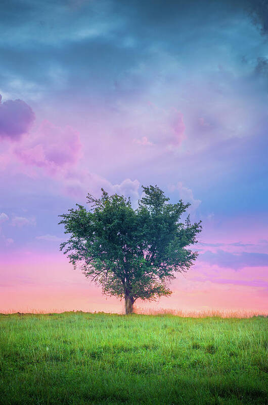 Heart Tree Poster featuring the photograph Heart-Shaped Tree Tupelo MIssissippi by Jordan Hill