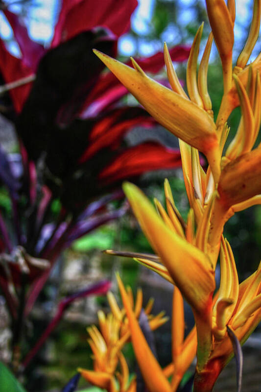 Yellow Poster featuring the photograph Heliconia by Gene Taylor