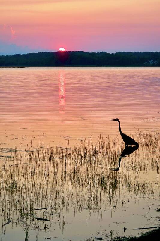 Vermont Poster featuring the photograph Heron at Sunset by Mike Reilly