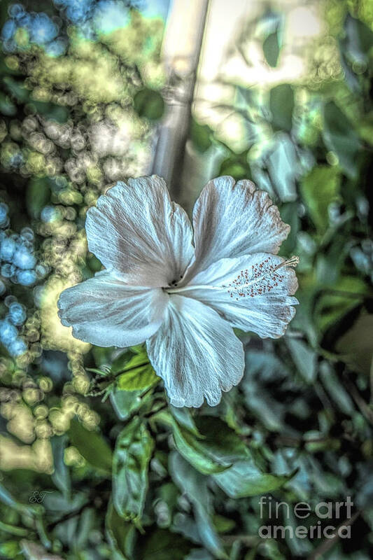 Hibiscus Poster featuring the photograph Hibiscus Glow by Elaine Teague