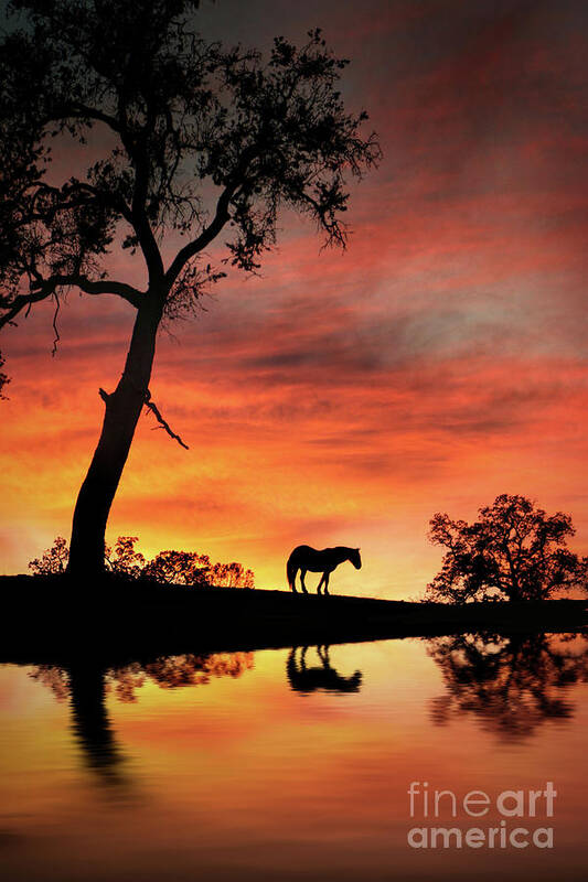 Horse Poster featuring the photograph Horse Oak Tree and Water Southwestern Sunset Country by Stephanie Laird