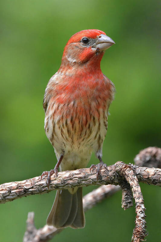 House Finch Poster featuring the photograph House Finch Portrait by Jerry Griffin