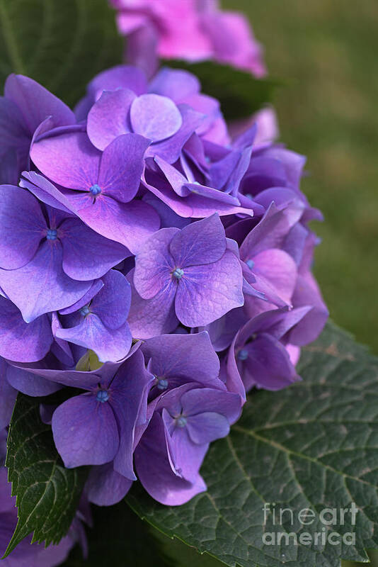Hydrangea Poster featuring the photograph Hydrangea Mauves And Pinks by Joy Watson