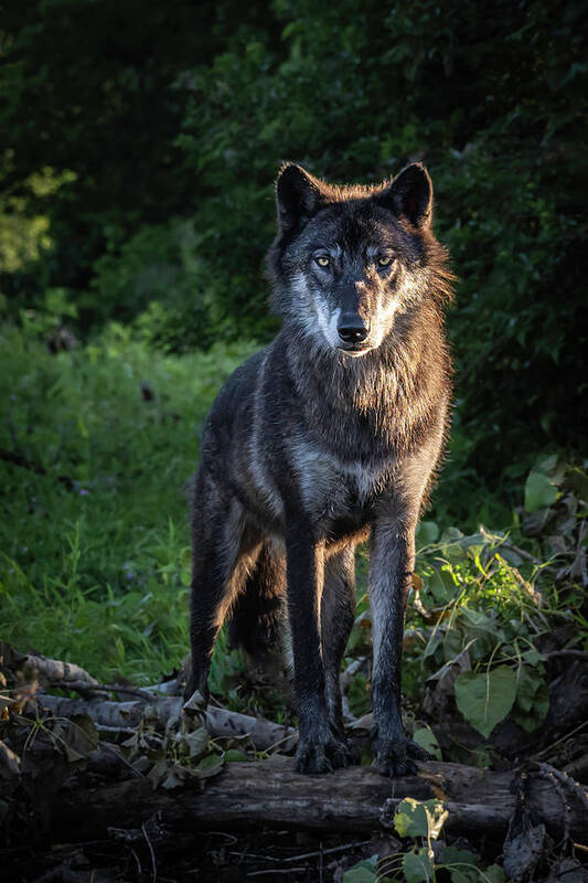 Wolf Poster featuring the photograph I Am Looking At You by Laura Hedien